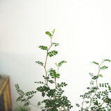 ソフォラ リトルベイビー 5色から選べる陶器鉢