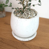 ソフォラ リトルベイビー 5色から選べる陶器鉢