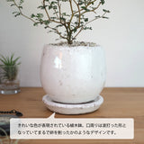 ソフォラ リトルベイビー 5色から選べる陶器鉢