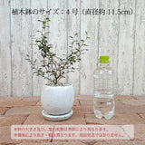 ソフォラ リトルベイビー 5色から選べる陶器鉢