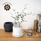 ソフォラ リトルベイビー 4種類から選べる陶器鉢 受け皿付き 4号(11cm)