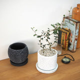 ソフォラ リトルベイビー 4種類から選べる陶器鉢 受け皿付き 4号(11cm)