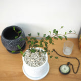 ソフォラ リトルベイビー 4種類から選べる陶器鉢 受け皿付き 4号(11cm)