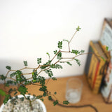 ソフォラ リトルベイビー 4種類から選べる陶器鉢 受け皿付き 4号(11cm)