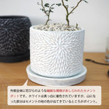 ソフォラ リトルベイビー 4種類から選べる陶器鉢 受け皿付き 4号(11cm)