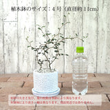 ソフォラ リトルベイビー 4種類から選べる陶器鉢 受け皿付き 4号(11cm)