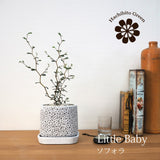 ソフォラ リトルベイビー アートスクエアポットアレンジ