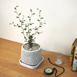 ソフォラ リトルベイビー アートスクエアポットアレンジ