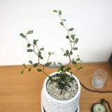 ソフォラ リトルベイビー アートスクエアポットアレンジ