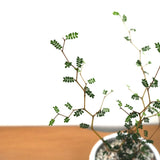 ソフォラ リトルベイビー アートスクエアポットアレンジ