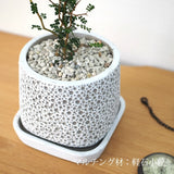 ソフォラ リトルベイビー アートスクエアポットアレンジ