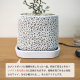 ソフォラ リトルベイビー アートスクエアポットアレンジ