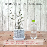 ソフォラ リトルベイビー アートスクエアポットアレンジ