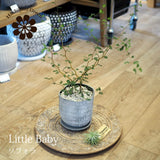 ソフォラ リトルベイビー 2色から選べる陶器鉢