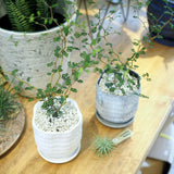 ソフォラ リトルベイビー 2色から選べる陶器鉢