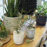 ソフォラ リトルベイビー 2色から選べる陶器鉢