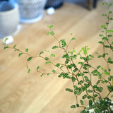 ソフォラ リトルベイビー 2色から選べる陶器鉢