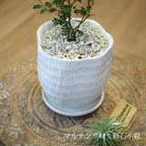 ソフォラ リトルベイビー 2色から選べる陶器鉢