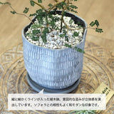 ソフォラ リトルベイビー 2色から選べる陶器鉢