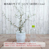 ソフォラ リトルベイビー 2色から選べる陶器鉢