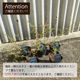 ソフォラ リトルベイビー アートスクエアポットアレンジ