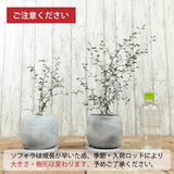 ソフォラ リトルベイビー 4種類から選べる陶器鉢 受け皿付き 4号(11cm)