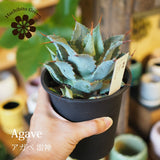 アガベ 雷神 4号