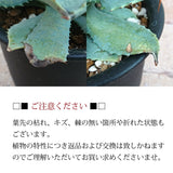 アガベ 雷神 4号