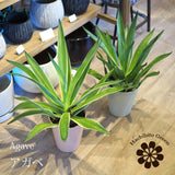 アガベ リュウゼツラン 5号 / アオ バリエガータ 斑入り