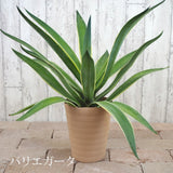 アガベ リュウゼツラン 5号 / アオ バリエガータ 斑入り