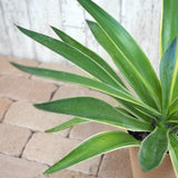 アガベ リュウゼツラン 5号 / アオ バリエガータ 斑入り