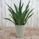 アガベ リュウゼツラン 5号 / アオ バリエガータ 斑入り