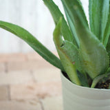 アガベ リュウゼツラン 5号 / アオ バリエガータ 斑入り