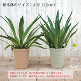 アガベ リュウゼツラン 5号 / アオ バリエガータ 斑入り