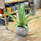 アガベ リュウゼツラン 5号 / アオ バリエガータ 斑入り