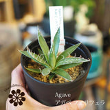 アガベ フェリフェラ(ミダレユキ) 3.5号ロング