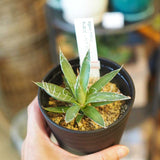 アガベ フェリフェラ(ミダレユキ) 3.5号ロング