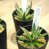アガベ フェリフェラ(ミダレユキ) 3.5号ロング