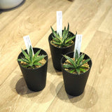 アガベ フェリフェラ(ミダレユキ) 3.5号ロング