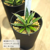 アガベ フェリフェラ(ミダレユキ) 3.5号ロング
