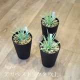 アガベ ストリクタ 吹上 3.5号