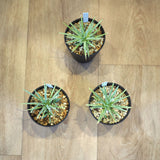 アガベ ストリクタ 吹上 3.5号