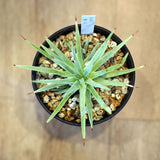 アガベ ストリクタ 吹上 3.5号