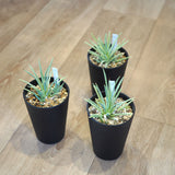 アガベ ストリクタ 吹上 3.5号