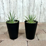 アガベ ストリクタ 吹上 3.5号