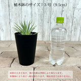 アガベ ストリクタ 吹上 3.5号