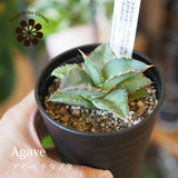 アガベ チタノタ 3号