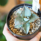 アガベ チタノタ 3号