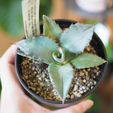 アガベ チタノタ 3号