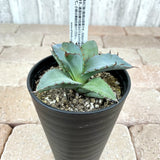 アガベ チタノタ 3号